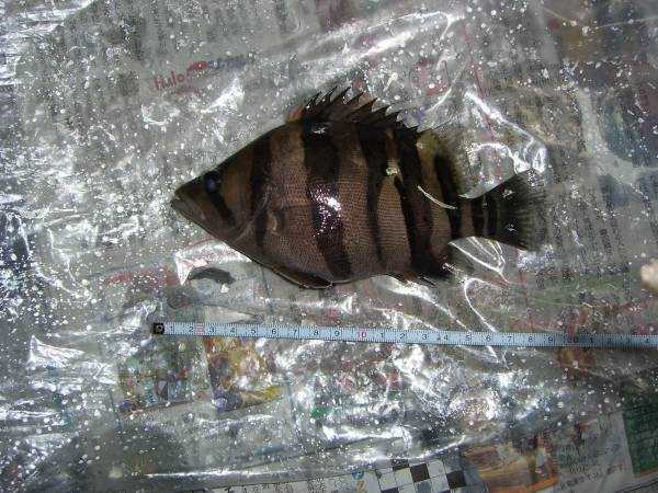 ダトニオ　プラスワン　約１８，５センチ_1