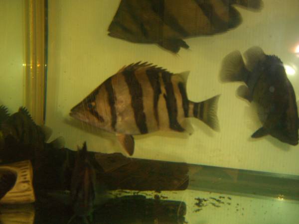 ダトニオ　プラスワン　約１８，５センチ_3