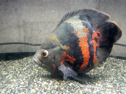 □□極上！ スーパーショートボディ オスカー 18cm 迫力！！(淡水魚 
