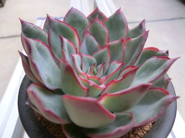 エケベリア スターフェスティバル 多肉植物 サボテン 売買されたオークション情報 Yahooの商品情報をアーカイブ公開 オークファン Aucfan Com