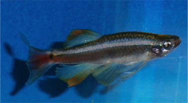 ロングフィンアカヒレ ドイツブリード 極美 極珍 残り僅か その他 売買されたオークション情報 Yahooの商品情報をアーカイブ公開 オークファン Aucfan Com