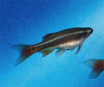 ロングフィンアカヒレ ドイツブリード 極美 極珍 残り僅か その他 売買されたオークション情報 Yahooの商品情報をアーカイブ公開 オークファン Aucfan Com