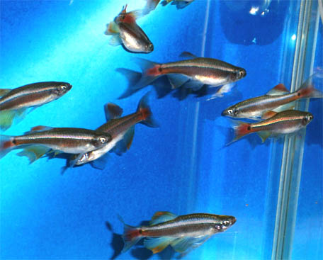 ロングフィンアカヒレ ドイツブリード 極美 極珍 残り僅か その他 売買されたオークション情報 Yahooの商品情報をアーカイブ公開 オークファン Aucfan Com