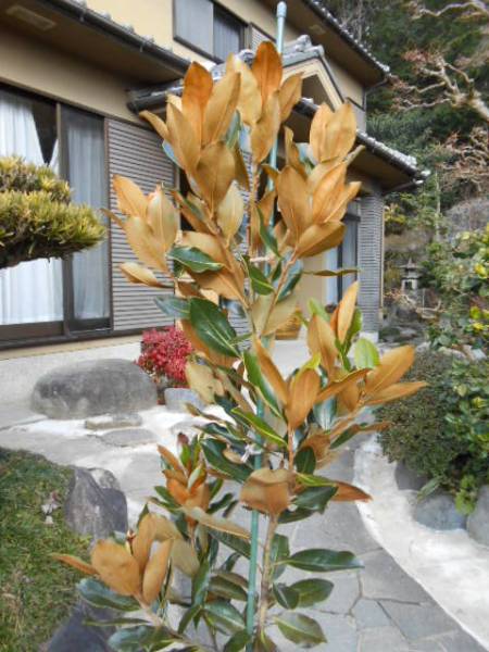 特選花木 珍しい四季咲きタイサンボク リトルジェム 常緑樹ｂ 植木 庭木 売買されたオークション情報 Yahooの商品情報をアーカイブ公開 オークファン Aucfan Com