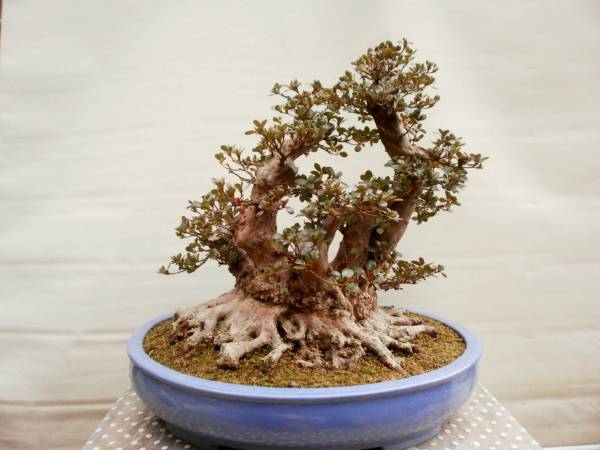 ○さつき・皐月盆栽「紫竜の舞」・株立ち・すごい根張り○(皐月