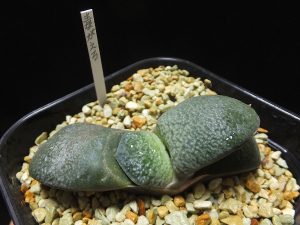 多肉植物 ガステリア 臥牛 毒ガエル サボテン 売買されたオークション情報 Yahooの商品情報をアーカイブ公開 オークファン Aucfan Com