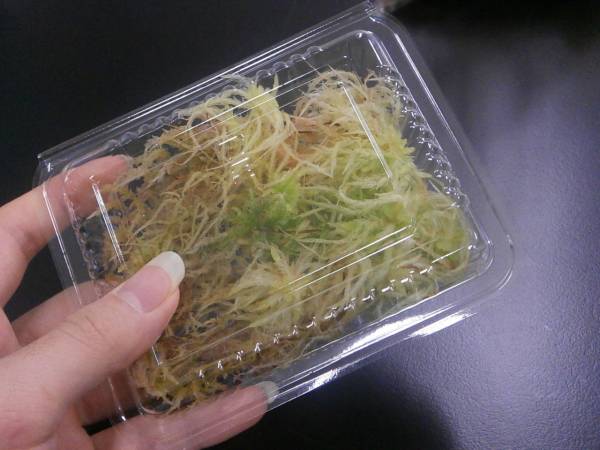 ミズゴケ 水苔 挿し木 取り木 用土 ホマロメナ アグラオネマ 肥料 土 売買されたオークション情報 Yahooの商品情報をアーカイブ公開 オークファン Aucfan Com ミズゴケ 水苔 挿し木 取り木 用土 ホマロメナ アグラオネマ 肥料 土 売買されたオークション情報 Yahooの商品情報をアーカイブ公開 オークファン Aucfan Com