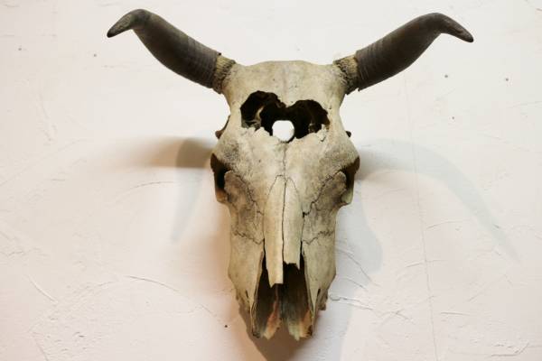 カウスカル 頭蓋骨 頭部 牛 バッファロー 骨 壁掛け オブジェ その他 売買されたオークション情報 Yahooの商品情報をアーカイブ公開 オークファン Aucfan Com カウスカル 頭蓋骨 頭部 牛 バッファロー 骨 壁掛け オブジェ その他 売買されたオークション情報 Yahooの商品情報をアーカイブ公開 オークファン Aucfan Com