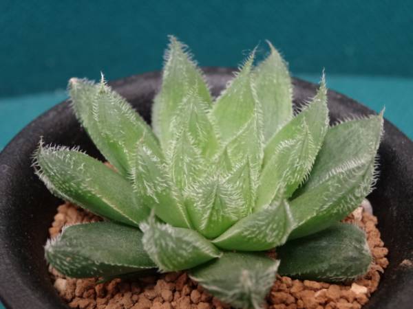 多肉植物② ハオルチア 白兎 抜き苗