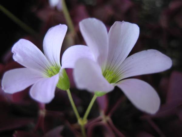 オキザリス トリアングラリス 色雑ざり の球根 ６０球 オキザリス 売買されたオークション情報 Yahooの商品情報をアーカイブ公開 オークファン Aucfan Com