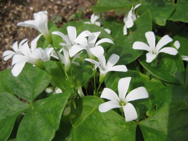 オキザリス トリアングラリス 色雑ざり の球根 ６０球 オキザリス 売買されたオークション情報 Yahooの商品情報をアーカイブ公開 オークファン Aucfan Com