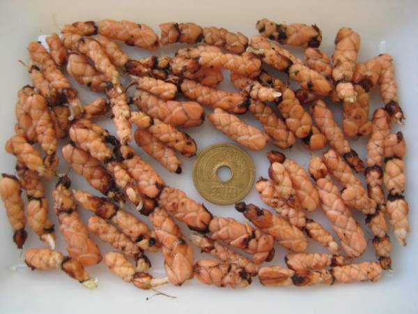 オキザリス トリアングラリス 色雑ざり の球根 ６０球 オキザリス 売買されたオークション情報 Yahooの商品情報をアーカイブ公開 オークファン Aucfan Com