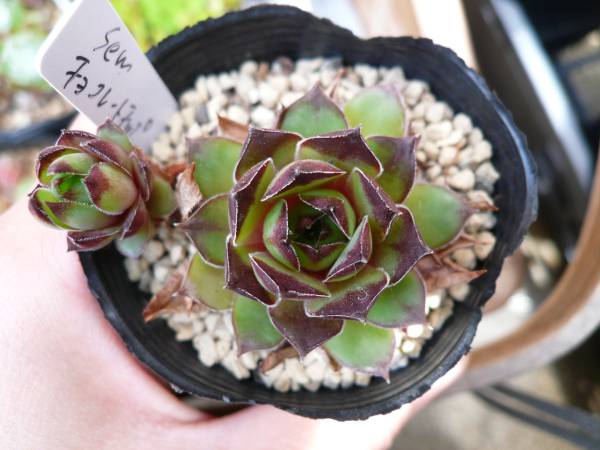 ☆多肉植物☆センペル チョコレートチップ カット苗(サボテン)｜売買 
