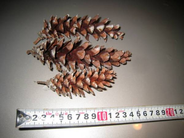 ★ストローブまつ★１００個まとめて クリスマス お正月_3