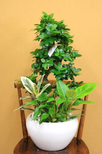 卸価格 観葉植物 ガジュマル 昇り竜 陶器鉢 約85cm 2 その他 売買されたオークション情報 Yahooの商品情報をアーカイブ公開 オークファン Aucfan Com