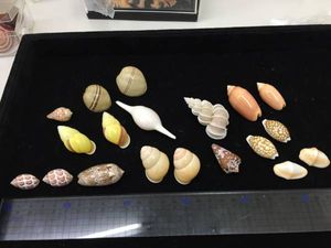 14年12月 貝殻のヤフオク の相場 価格を見る ヤフオク の貝殻のオークション売買情報は1 146件が掲載されています