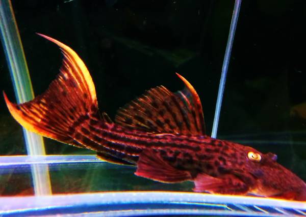 レア種 約１３cm キングスカーレットトリム プレコ 売買されたオークション情報 Yahooの商品情報をアーカイブ公開 オークファン Aucfan Com