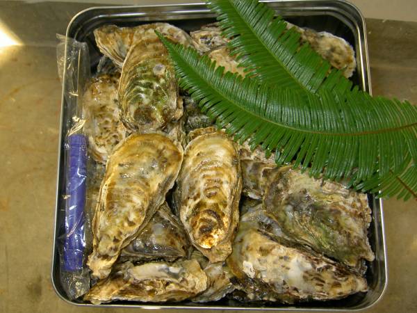 今が旬！送料安！洗浄済み★伊勢志摩★予約可★殻つき牡蠣一斗缶