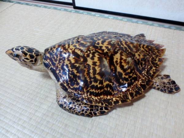 □海がめ 剥製 鼈甲 ウミガメ 亀 オブジェ インテリア7(科学、自然