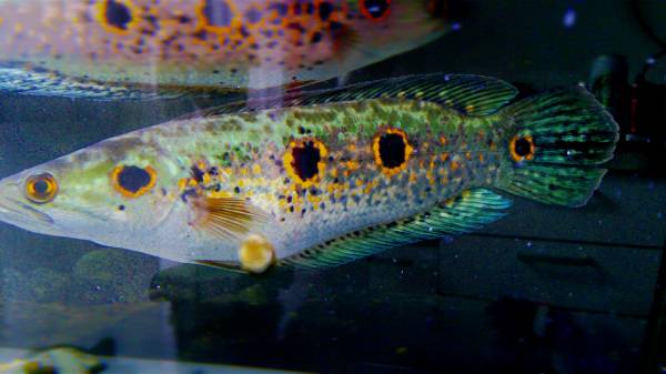 ボルネオ フラワートーマン オセレイトスネークヘッド 33センチ(淡水魚 