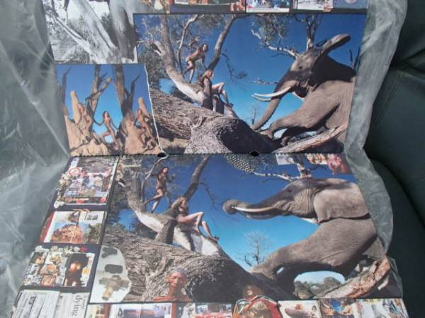 超希少？ピレリ2009年カレンダー 人間・動物・自然 ヌード