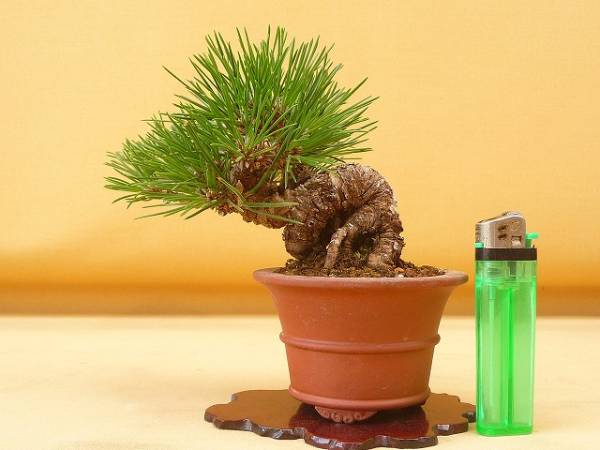 『苔聖園』　ミニ黒松　２　