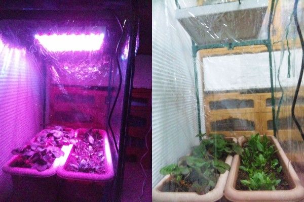 【超最新】植物育成用ＬＥＤパネル!安心の国内発送!数量限定!