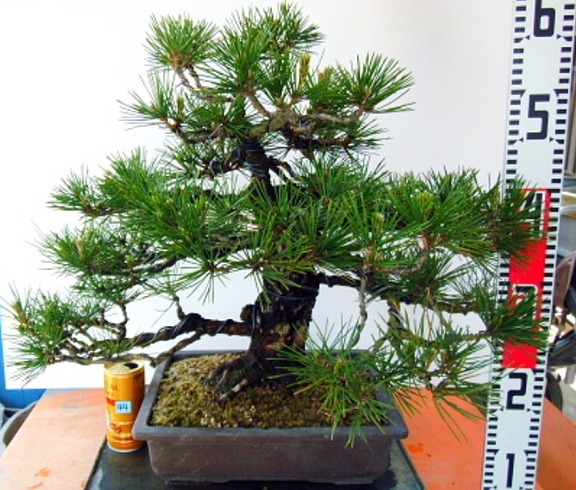 植え替え済み 芽切り済み 幹太 黒松盆栽 豪快 No ４４ 松 売買されたオークション情報 Yahooの商品情報をアーカイブ公開 オークファン Aucfan Com