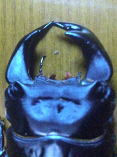 セール⑪極太極厚【華王】♂78(6.4)顎厚5.0×♀50 同腹３令ペア