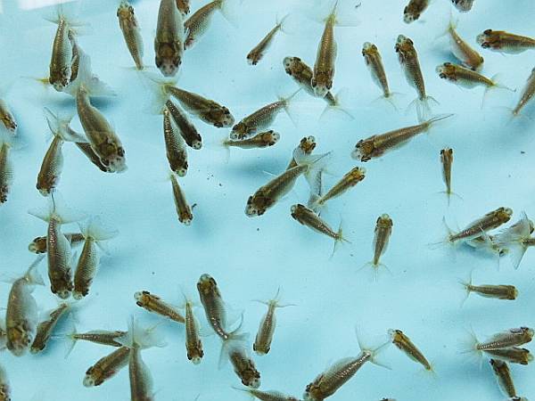 【山田氏系統魚】２回目選別漏れ・５０匹セット・3