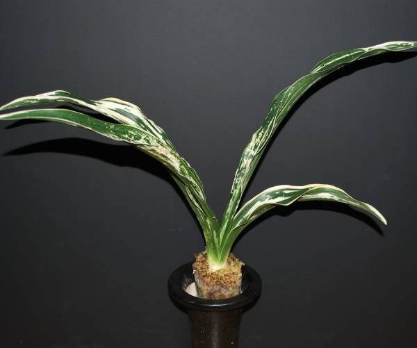 おもと 『家宝都の図変わり』　万年青 オモト 観葉植物 盆栽