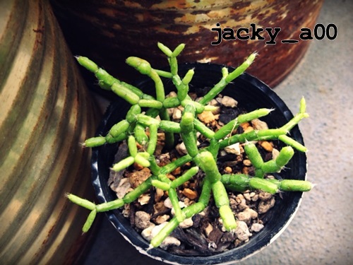 サボ多肉 森林サボテン リプサリス ケレウスクラ シムレリ サボテン 売買されたオークション情報 Yahooの商品情報をアーカイブ公開 オークファン Aucfan Com