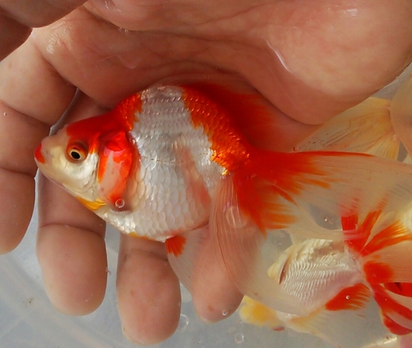 特選金魚 更紗琉金3ペア02 二歳 約11センチ 弥富産 金魚 売買されたオークション情報 Yahooの商品情報をアーカイブ公開 オークファン Aucfan Com