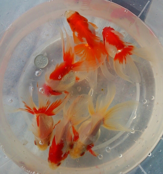 特選金魚 更紗琉金3ペア02 二歳 約11センチ 弥富産 金魚 売買されたオークション情報 Yahooの商品情報をアーカイブ公開 オークファン Aucfan Com