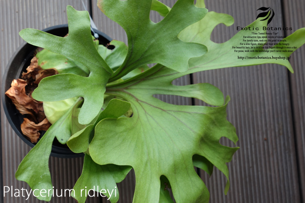 Platycerium ridleyi　リドレイ　ビカクシダ　コウモリラン