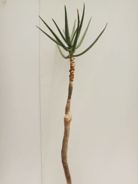 評価１５００記念セール☆０６１アロエ　ディコトマ　貫録の大株