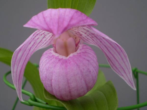 山野草　アツモリソウ・大鹿ホテイ