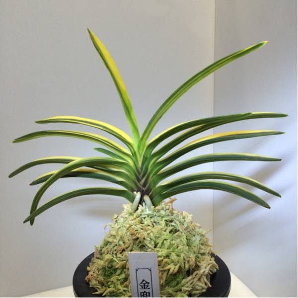 【金兜】富貴蘭 風蘭 フウラン ふうらん