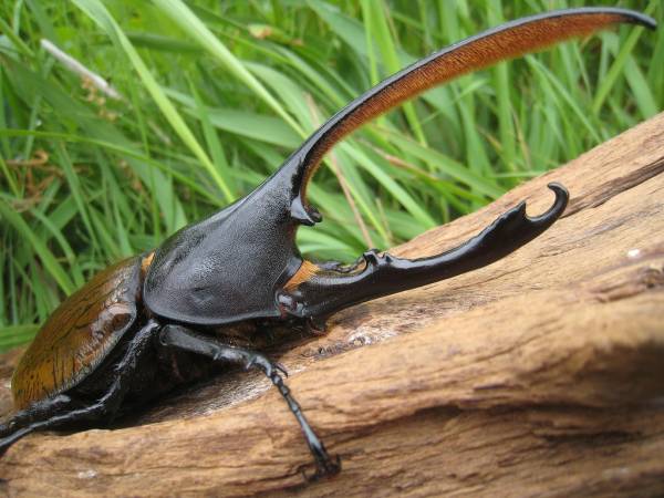 【ヤマこっと】 (7)ヘラクレス・オキシデンタリス WF1♂145mm pr