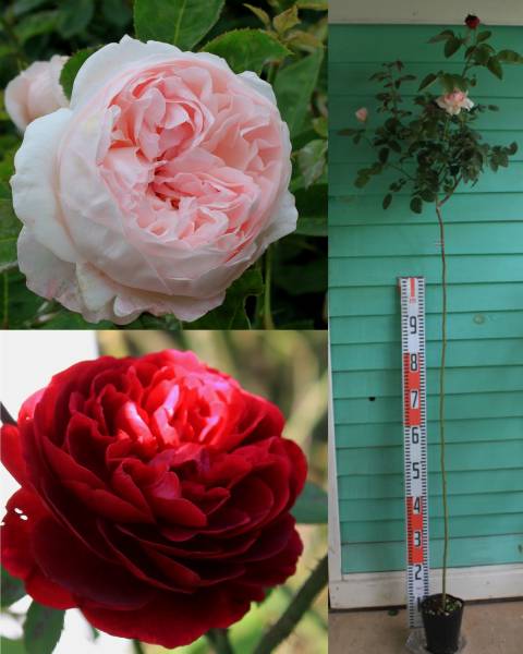 ◆薔薇三昧◆スタンダードＥＲ２品種接ｍｉｔとｃｒｉｍ