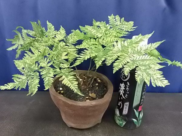 山野草 斑入り 深山ベニシダ Hmaxti Com Br