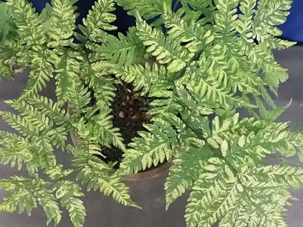 山野草 斑入り 深山ベニシダ Tspro Com Br