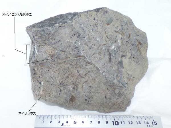 超希少種アイノセラスが幾つか見られるノジュール