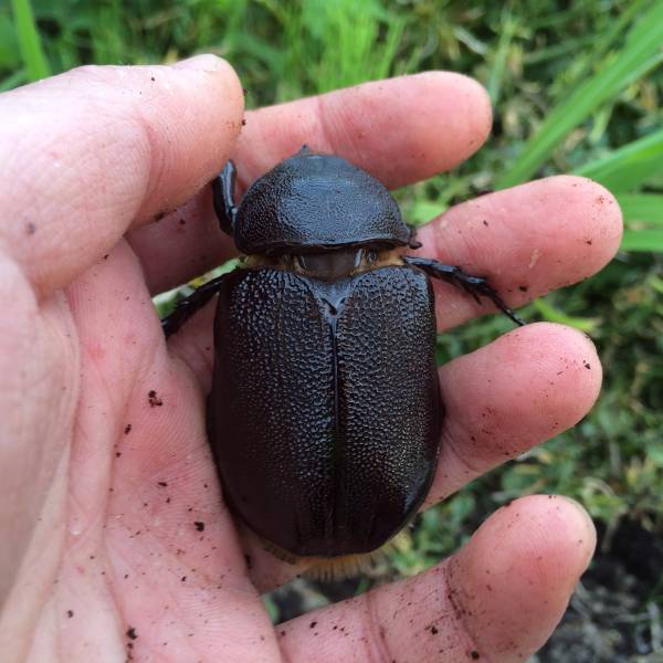 ネプチューン♀約63ミリ＆♀約65ミリセット