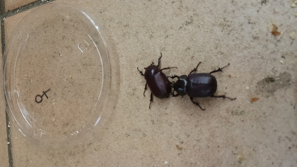 ビコルニス　WF2　ペア　②