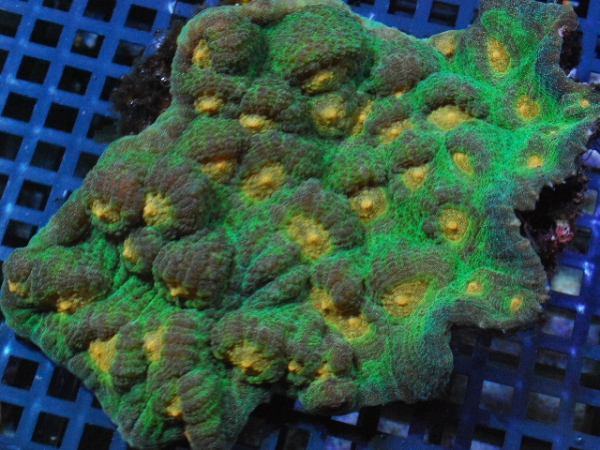 【DEN】キッカサンゴＳＰ・イエローコア　＃８２