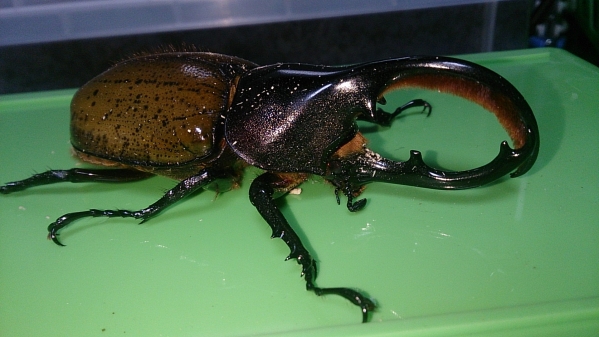 ヘラクレス セプテントリオナリス成虫♂単品　　　　　　　2