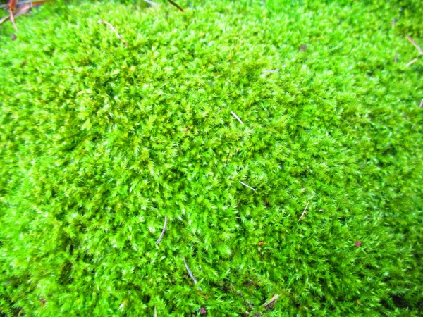 ハネヒツジゴケ 苔テラリウム 苔玉 苔盆栽 日本庭園 盆栽 売買されたオークション情報 Yahooの商品情報をアーカイブ公開 オークファン Aucfan Com