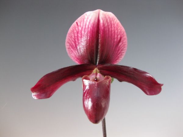 洋蘭 517 Paph.Flasher 'Mary' AM/AOS