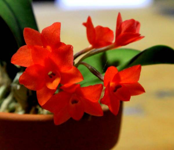 洋蘭原種 S.cernua ' Fabiano' O.G